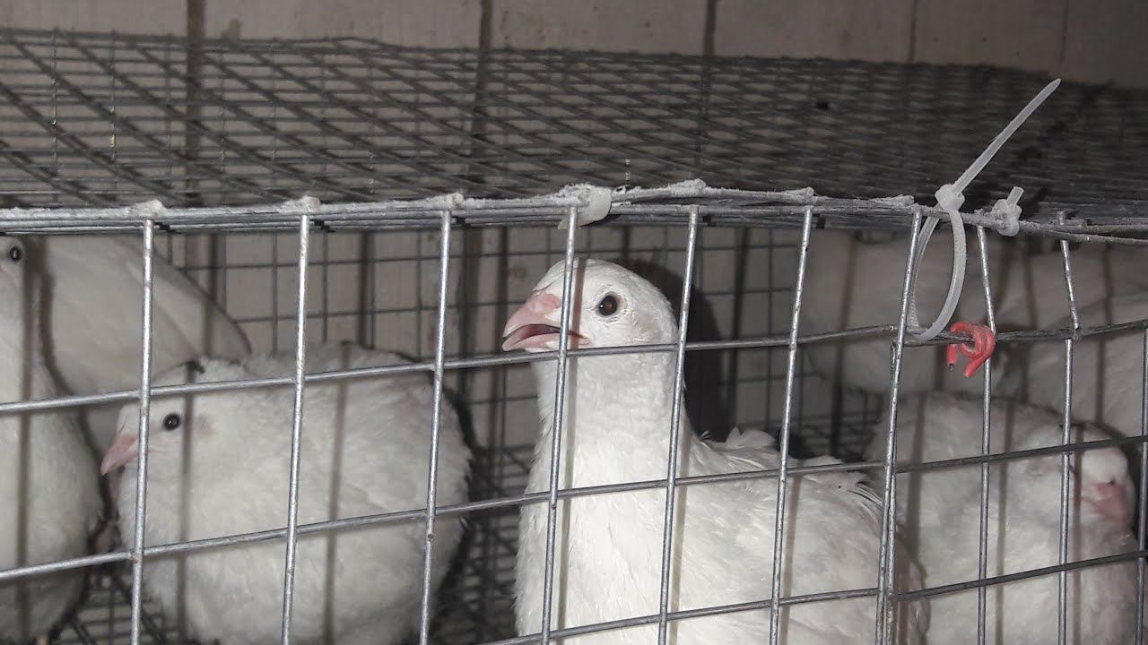 Shorts Первое перепелиное яйцо в 40 дней смотреть онлайн