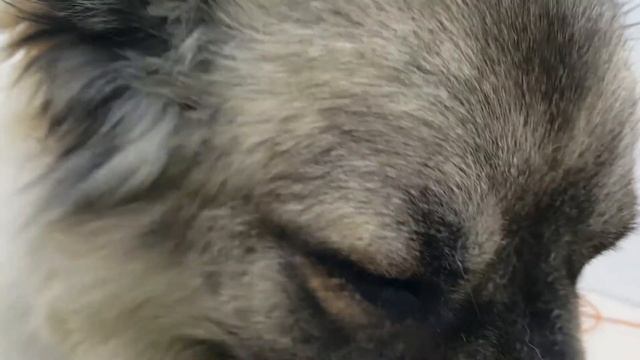 Что за зверь в зеркале Едем в наш салон груминга мыть Кавказскую овчарку Миху смотреть онлайн
