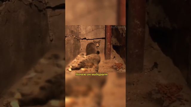 Котёнок заботится об мёртвой маме кошке😭😢 Часть 1 смотреть онлайн