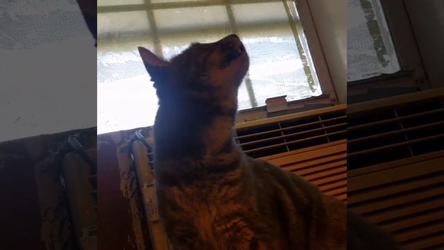 Squeaky meowing kitty смотреть онлайн