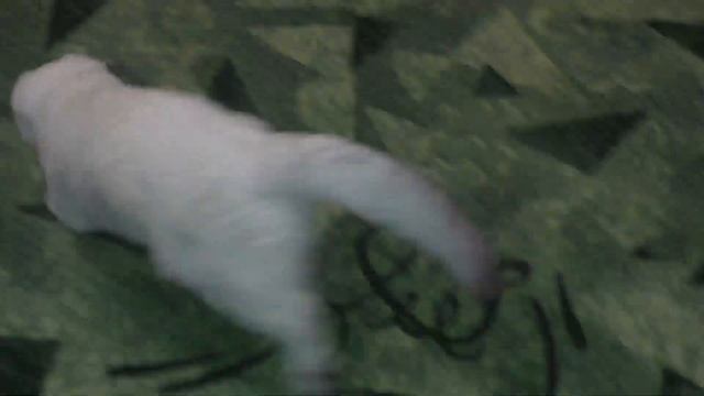 Вот что мы нашли для наших котиков смотреть онлайн