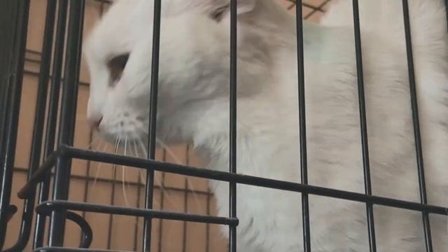 Социальный ролик "Невидимые" про бездомных кошек / 2022 смотреть онлайн