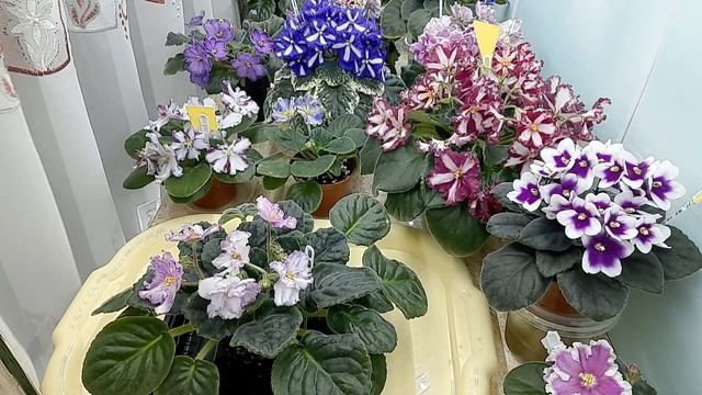 Фиалки! Ответы на ваши вопросы! смотреть онлайн