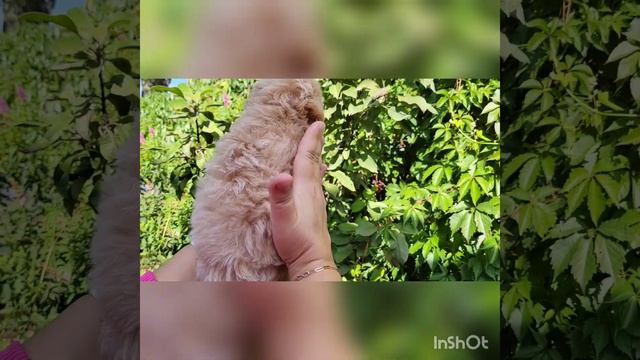 ☎️89253061014 Малыш Мальтипу Ф1 мини💯‼️ #maltipoo #maltipoopuppy #щенкимальтипу #мальтипу #щенки смотреть онлайн