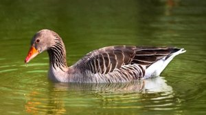 QUIZ Learn domestic animals and sounds for kids. Викторина: учим домашних животных на английском