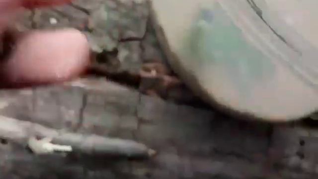 Как определить пол ящерицы??? смотреть онлайн