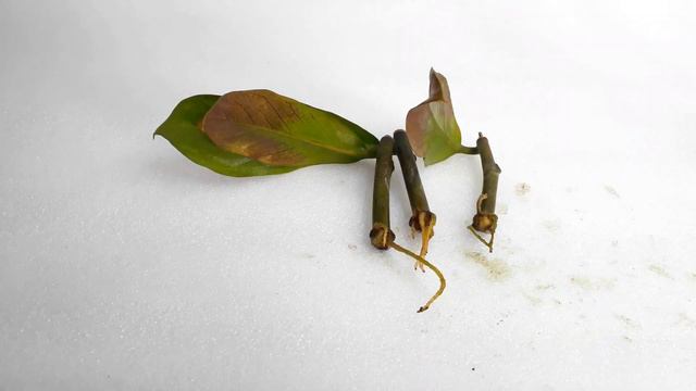 Zamioculcas zamiifolia Plant Water Propagation - Part 2 смотреть онлайн