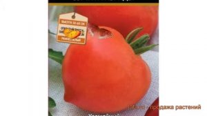 Томат обыкновенный Донской F1 (donskoy f1) ? Донской F1 обзор: как сажать, семена томата Донской F1