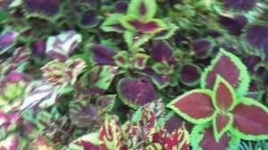 Колеусы в Хабаровске или Дача Новомодного - 7