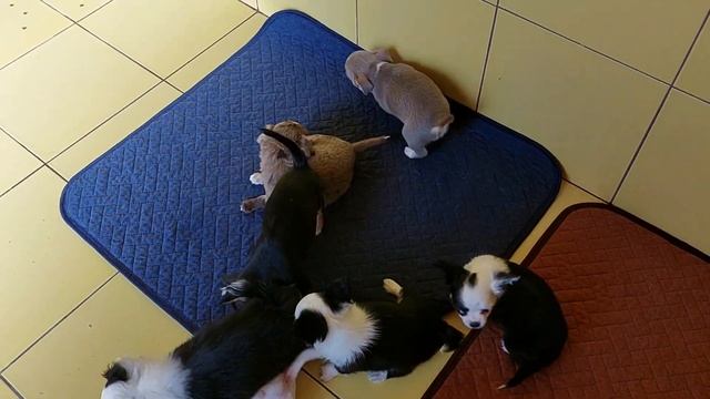 ПРОДАЖА щенки для ВЫСТАВОК и разведения, для души ? питомник чихуахуа Кастропуло Крым +79787458062 смотреть онлайн