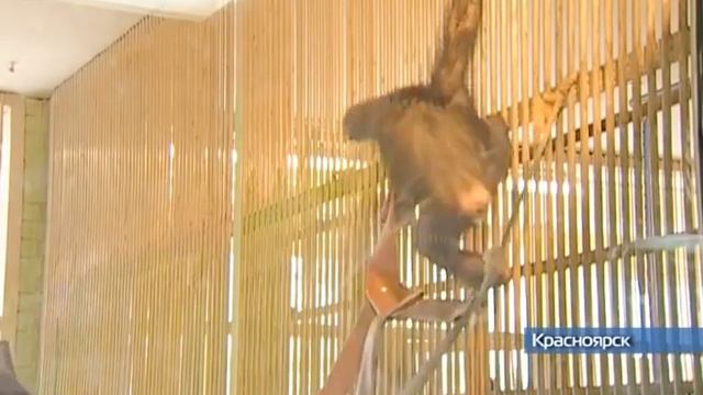 Роев ручей 15 лет вместе Красноярск! смотреть онлайн