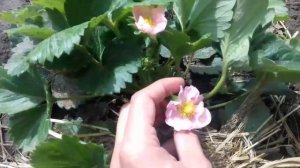 Клубника Роман F1( Шедевр Голландской селекции )