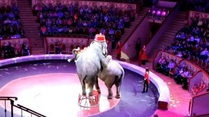 Цирк-2020 Итальянский цирк "Togni"