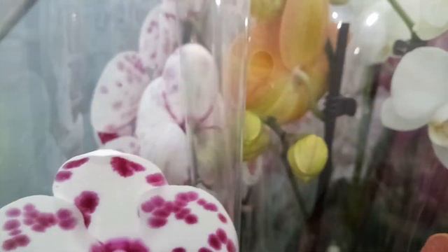 Свежие, крупные орхидеи в СЦ "Садовод". смотреть онлайн