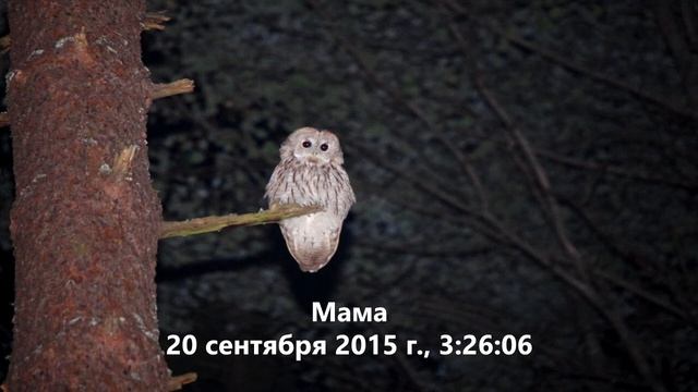 Серая неясыть 16 Дочкин перекрёсток смотреть онлайн
