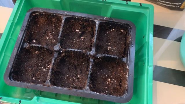 Посев лаванды на горячий грунт. смотреть онлайн