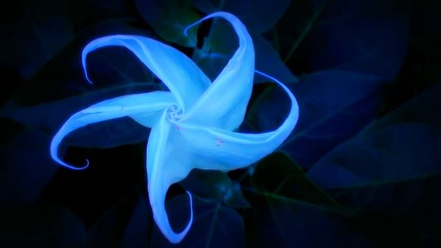 BloOming MoOn FloWer TimeLapse смотреть онлайн