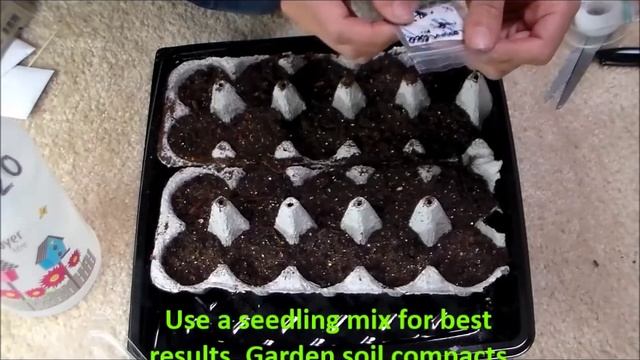 How To Grow Broccoli from Seeds (Romanesco type) смотреть онлайн
