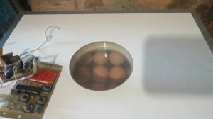 Инкубатор блиц 48,отказал поворот лотка.