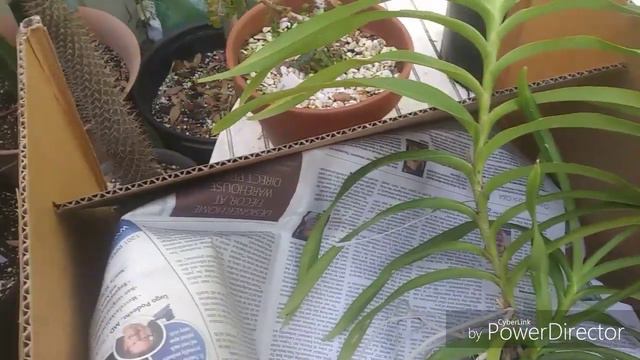 A New Orchid. смотреть онлайн