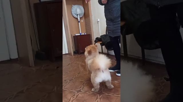 Шпиц Тедди подстригся. / стрижка собак.