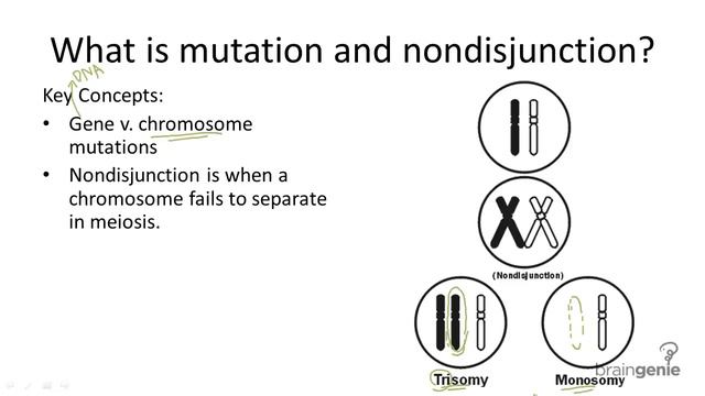 9.4.5 Mutations and Nondisjunction смотреть онлайн