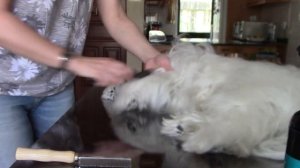 Как идеально расчесать ши тцу | Последовательность