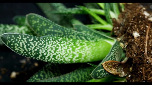 Gasteria carinata смотреть онлайн