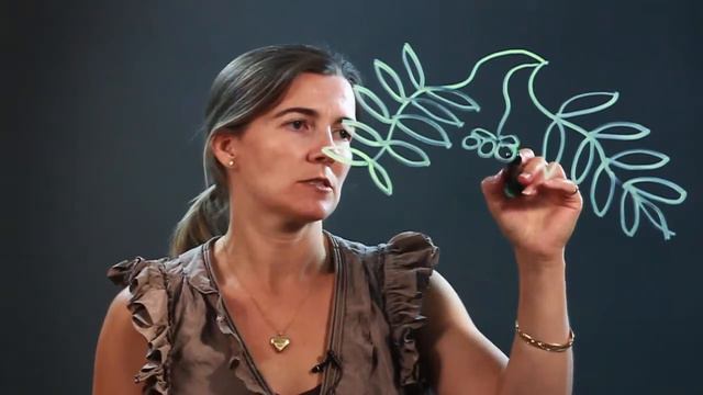 How to Draw an American Wisteria