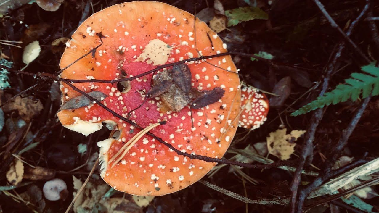 Мухоморный хайп смотреть онлайн