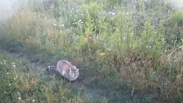 Встречаю солнце на Ивана Купала. Котики ч 2 смотреть онлайн