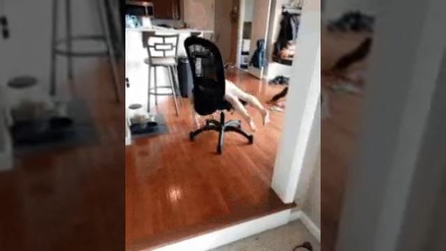 VID-20230206-WA0003.mp4