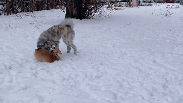 Корги и Акита_ИГРЫ смотреть онлайн