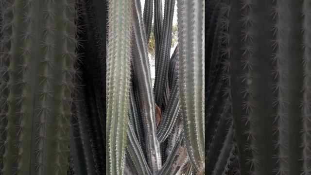 Очищение энергетических каналов. смотреть онлайн