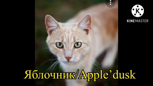 Warrior cats in real life(part 12)Коты воители в реальности(часть 12) смотреть онлайн