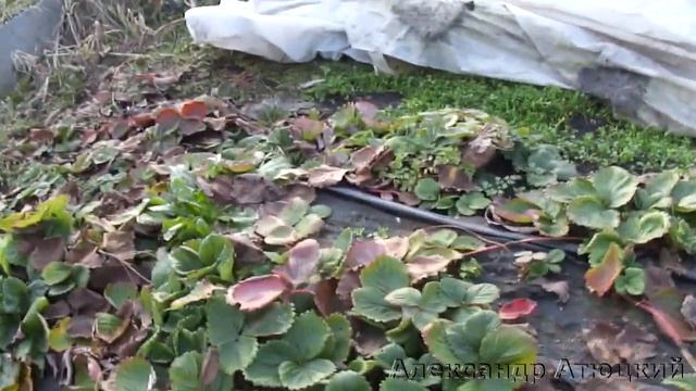 Этот ролик для тех, кто занимается выращиванием овощей и ягод на приусадебном участке/Откровение.