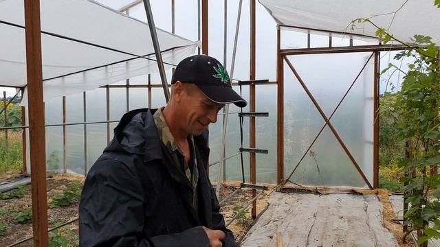 Простые шпалеры для ежевики в теплице. Экономично и просто. смотреть онлайн