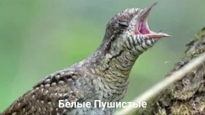 ВЕРТИШЕЙКА?/Птицы/Животные/Интересные факты