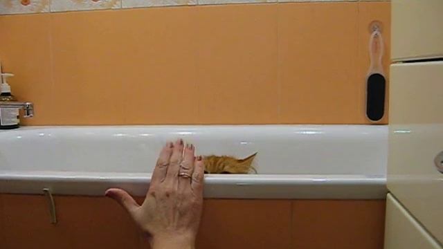 Рыжий кот в ванной смотреть онлайн
