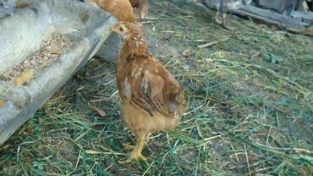 Давай улетим! или Хочу увидеть лотос... смотреть онлайн