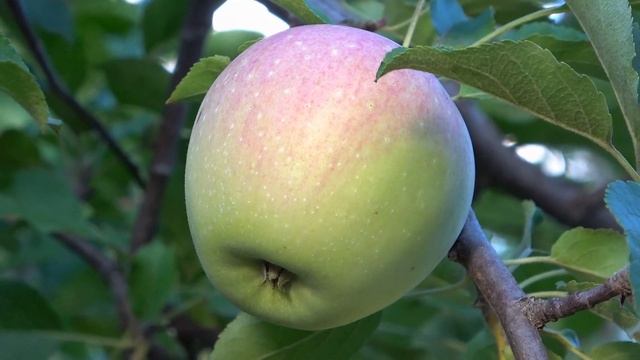 Лучший клон ФУДЖИ / Сорт ФУДЖИОН, устойчивый к парше / Обзор на 4 сентября и 29 октября 2022 года смотреть онлайн