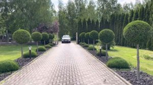 Туя смарагд на штамбе [Минск, Беларусь]