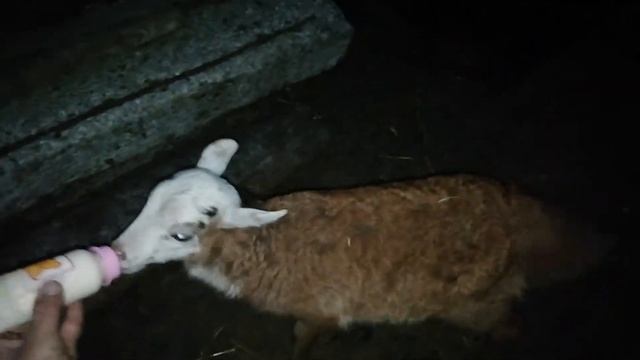 Деревня кормление ягненка смотреть онлайн