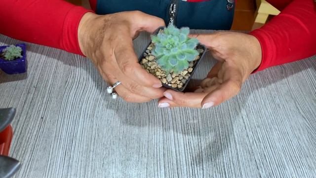 Etapas De Crecimiento Echeveria Setosa