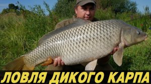 ЛОВЛЯ ДИКОГО КАРПА. В поисках трофейного карпа на дикаре.
