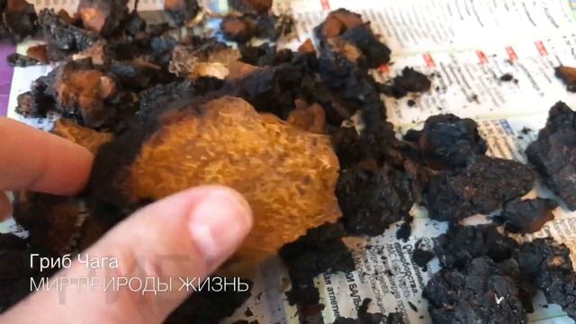 Собрали Чагу в лесу и заварили очень полезный чай. Как выглядит настоящая Чага смотреть онлайн