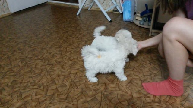 Щенки бишон фризе смотреть онлайн