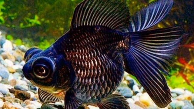 Телескоп-исключительно домашняя,аквариумная рыба... смотреть онлайн