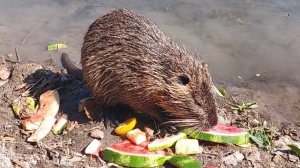 В мире животных. Нутрии обедают на нутриевой ферме