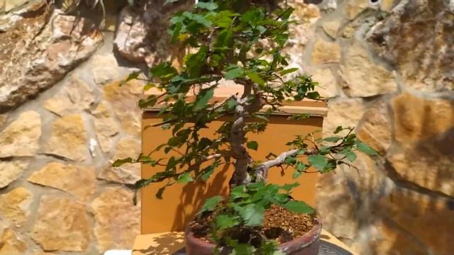 Стиль выращивания Sokan - двойной ствол.Что такое мочикоми? Бонсай Ulmus minor. Bonsai Sokan style смотреть онлайн